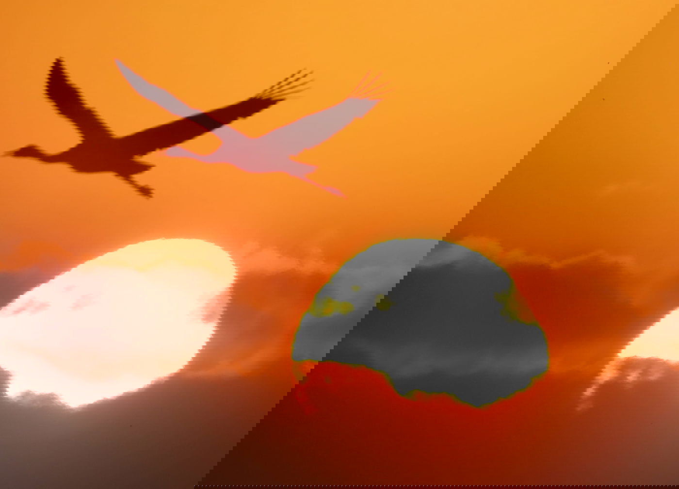 העגורים הבוקר