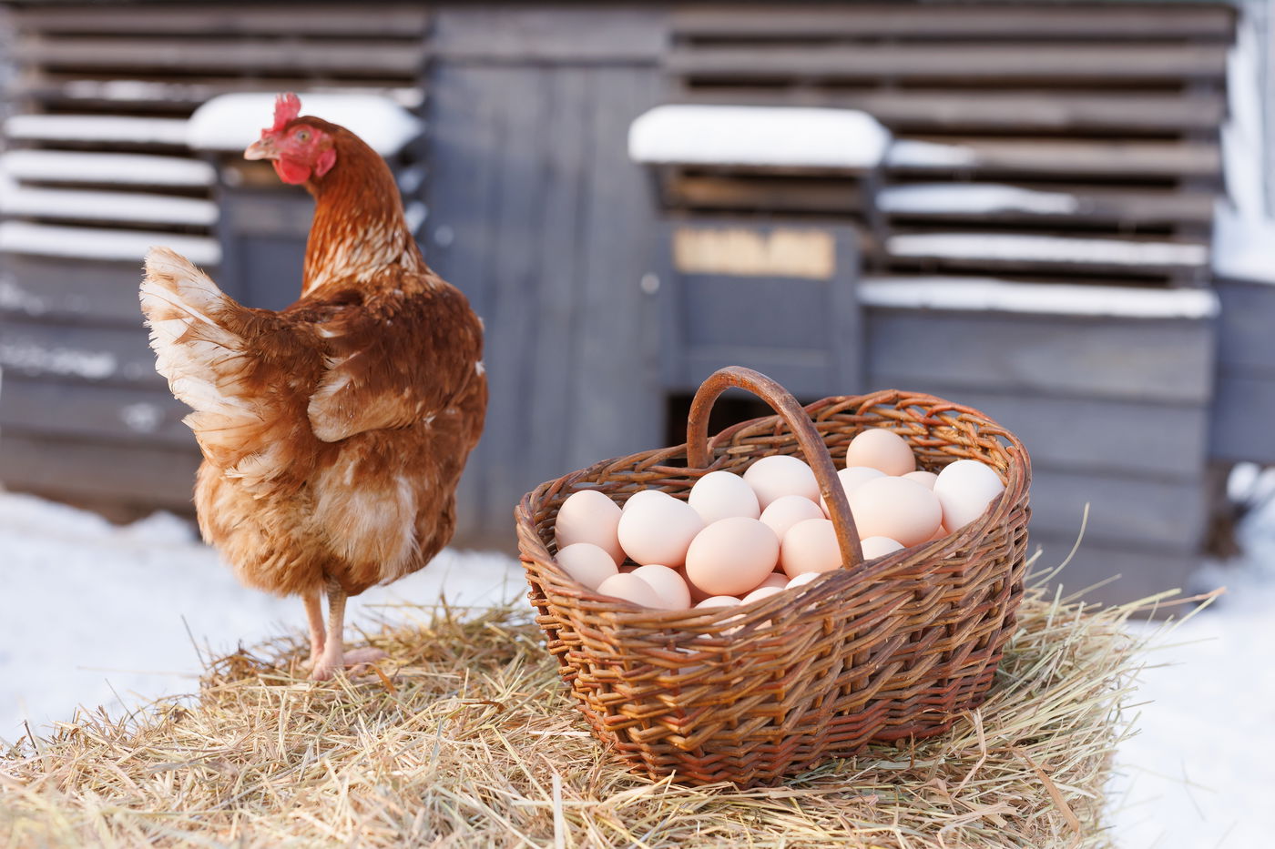 בריא למוח ומחזק את השרירים והעצמות. ביצים