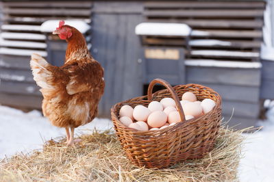 בריא למוח ומחזק את השרירים והעצמות. ביצים