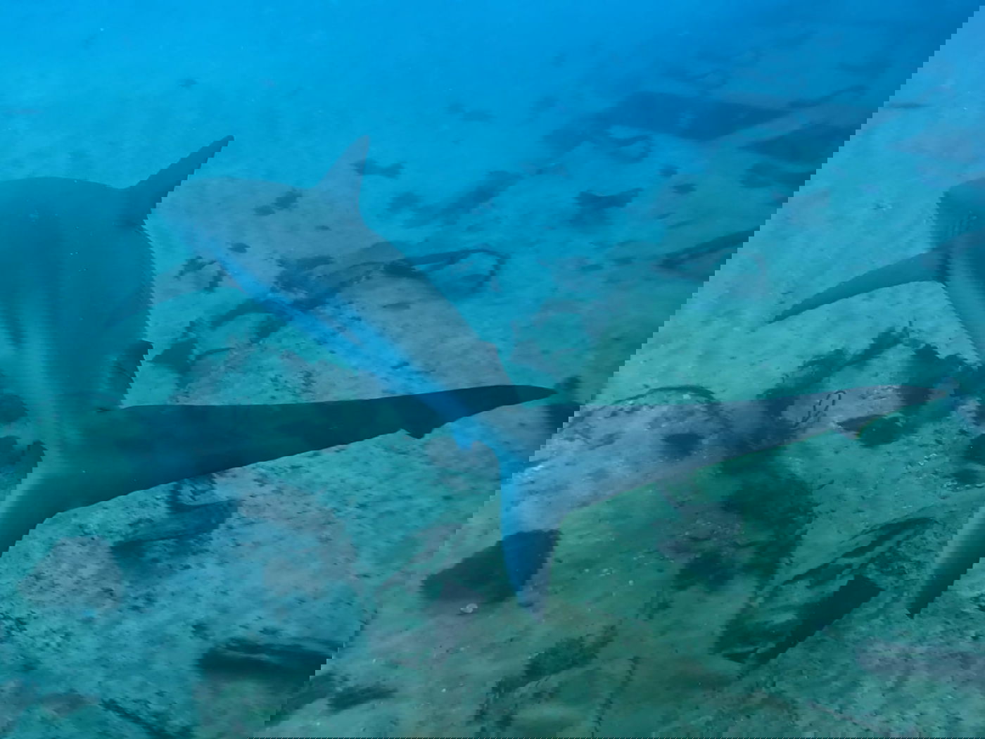 כרישות בחדרה