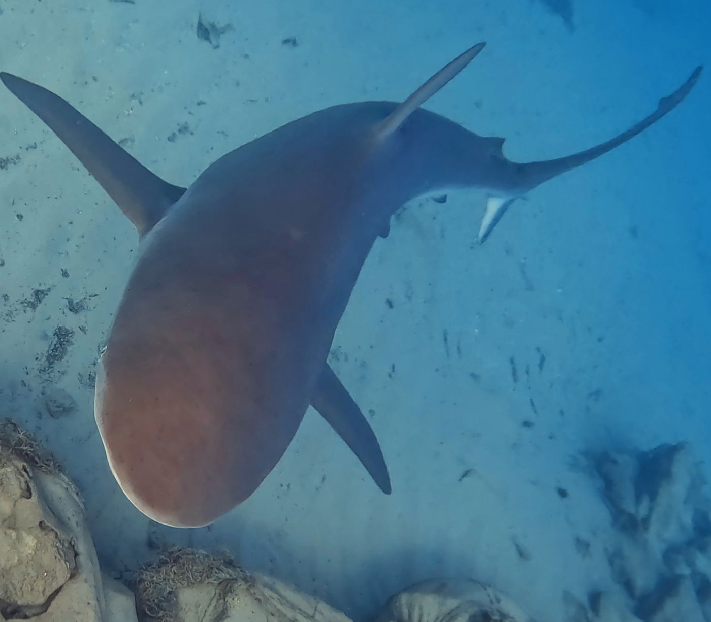 כרישות בחדרה