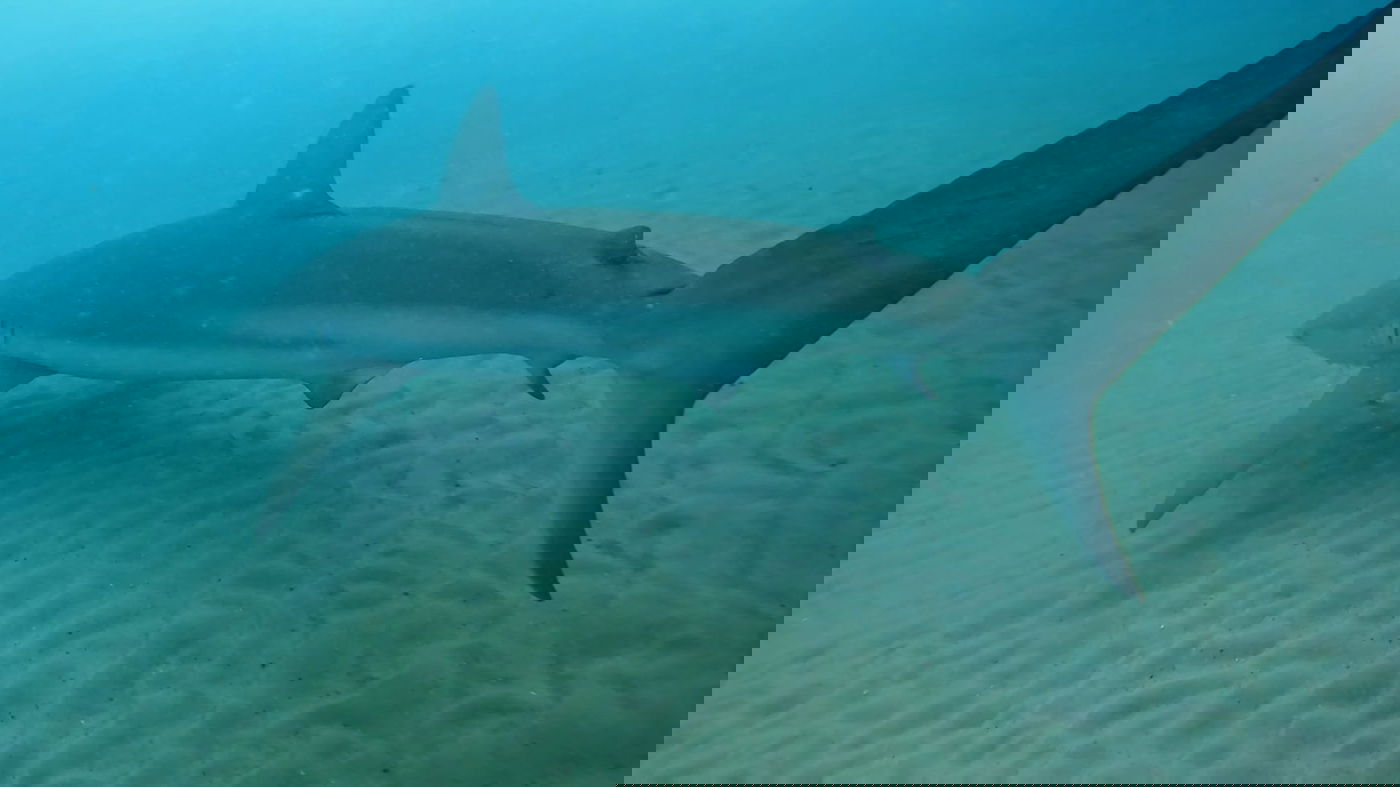 כרישות בחדרה