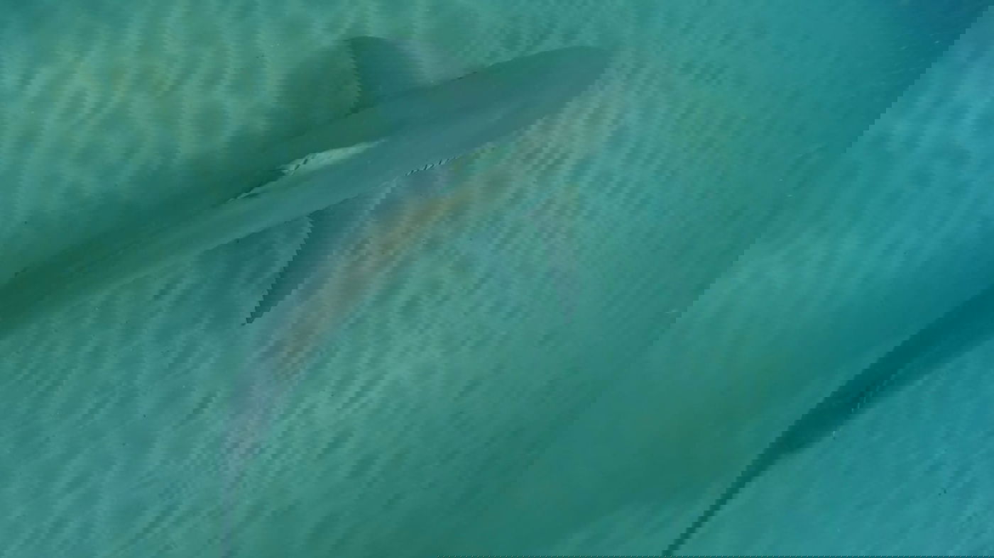 כרישות בחדרה