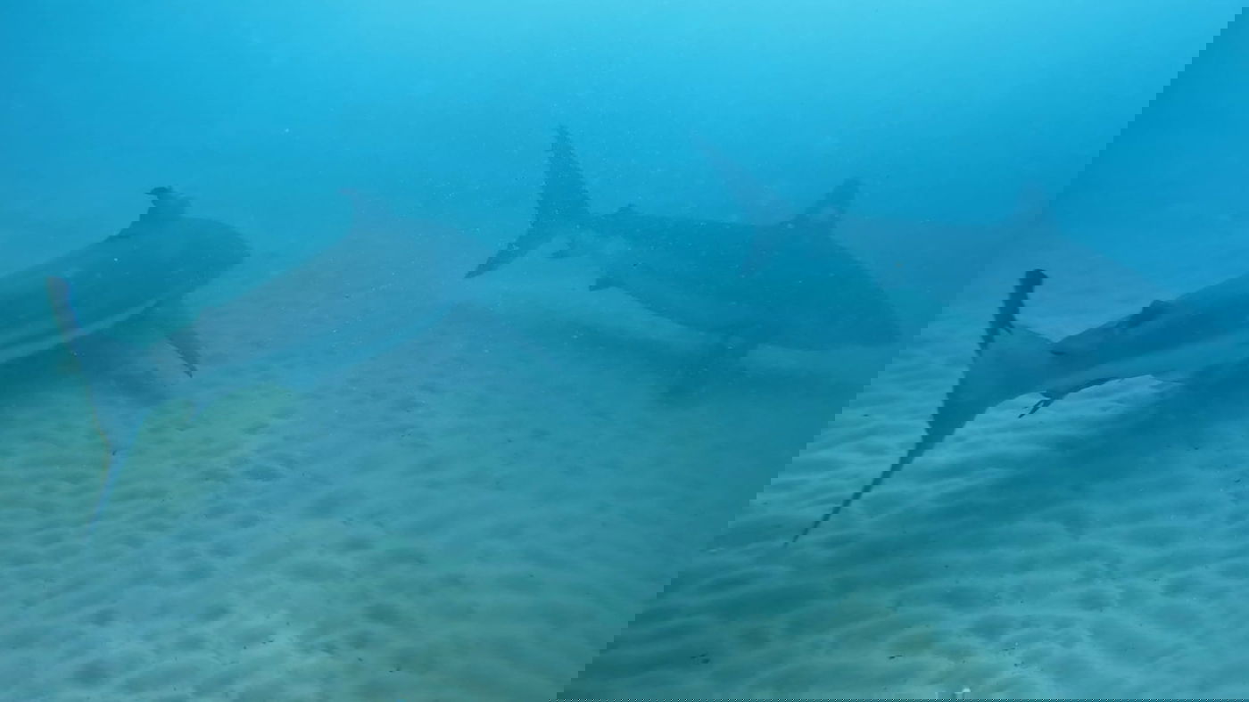 כרישות בחדרה | ארכיון