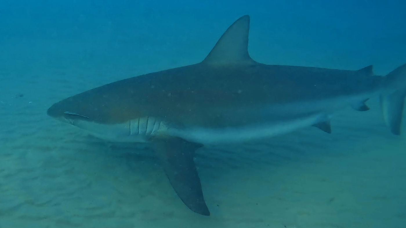 כרישות בחדרה