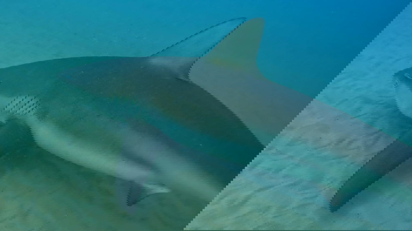 כרישות בחדרה