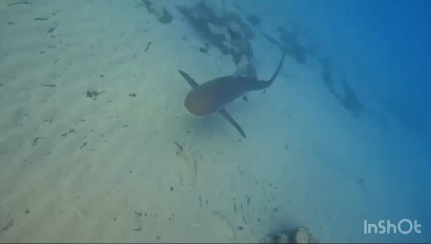 כרישות בחדרה