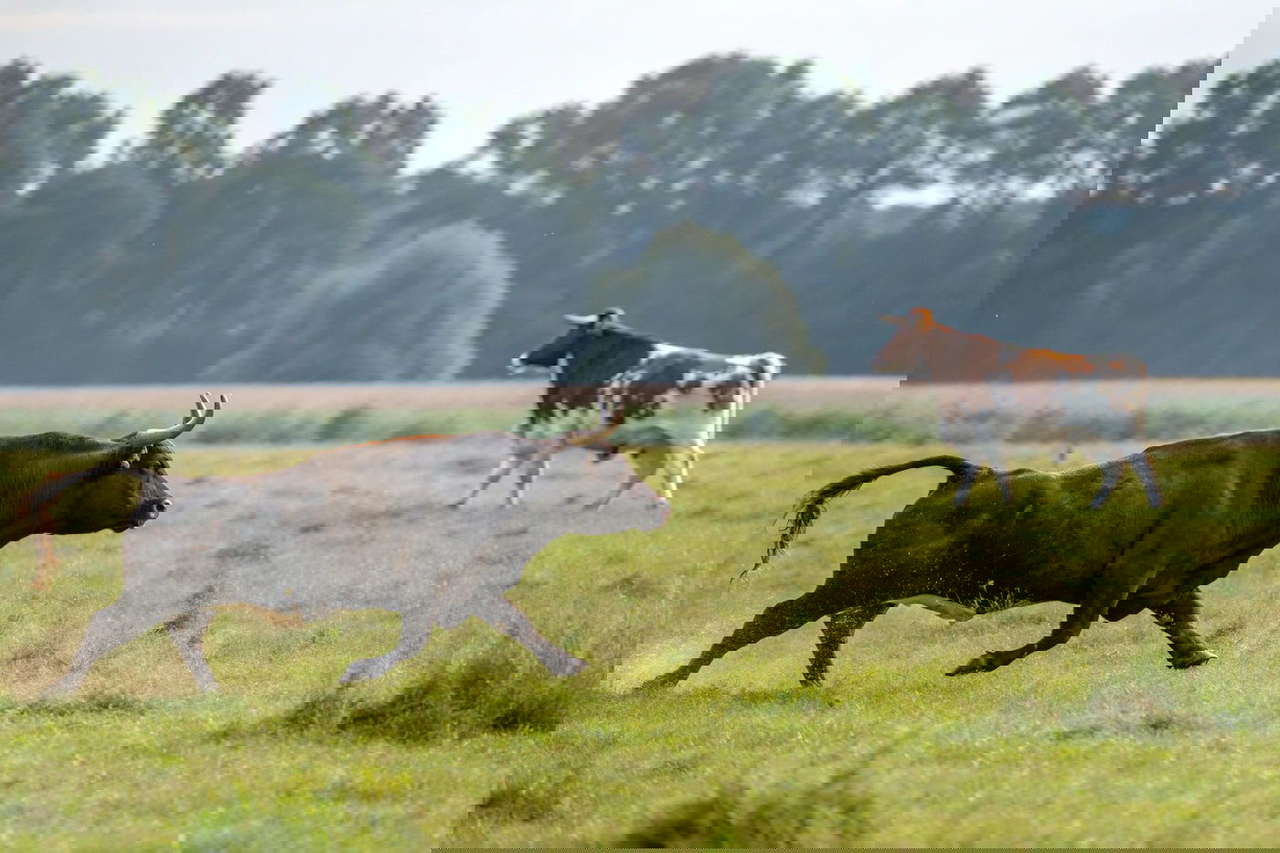 שור שנגח | אילוסטרציה