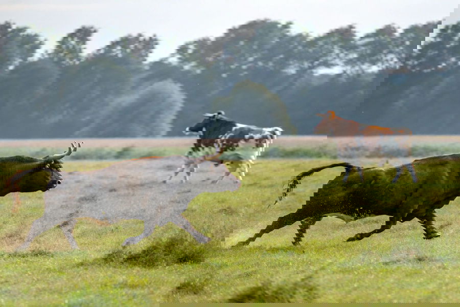 שור שנגח | אילוסטרציה