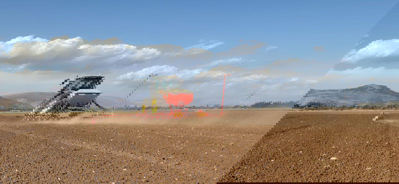 זריעת החיטה