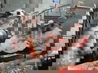 האדמו"ר מסאטמר בביקור בבית שחיטה באורגוואי | ארכיון לתמונה אין קשר לנאמר בכתבה