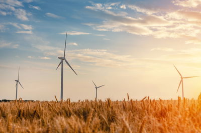 "חיטה מה היא אומרת? - שדה חיטים