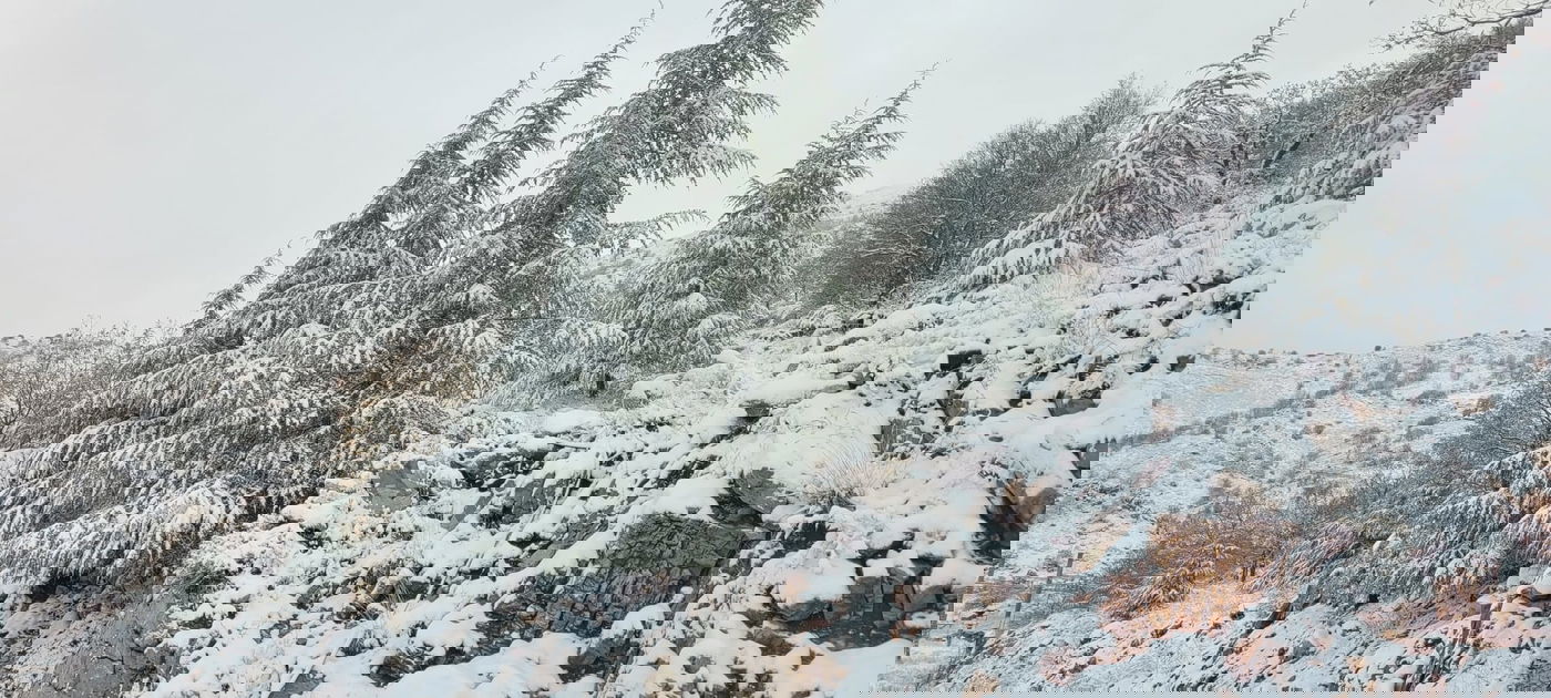 השלג הראשון בחרמון