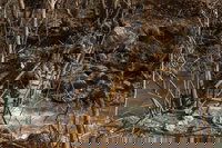  לוחמי שלדג בנהר הליטאני