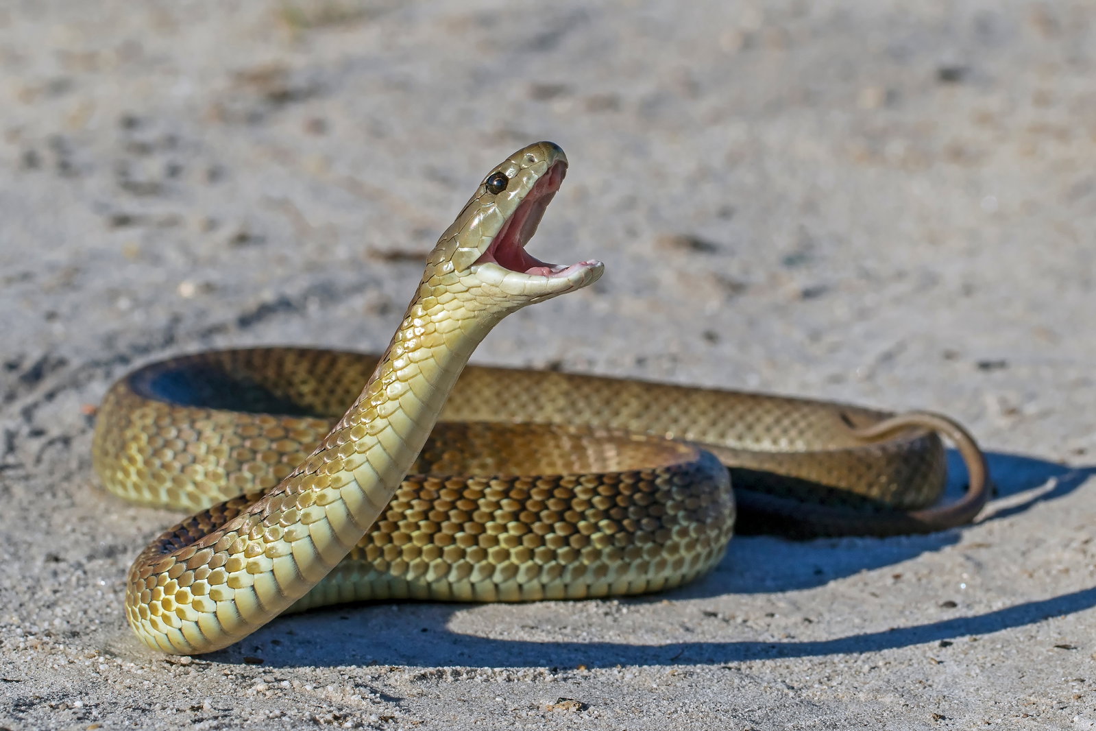 Snakes Rosh נחש ארסי ביער בת שלמה: גבר פונה במצב קשה לבית החולים | כיכר השבת