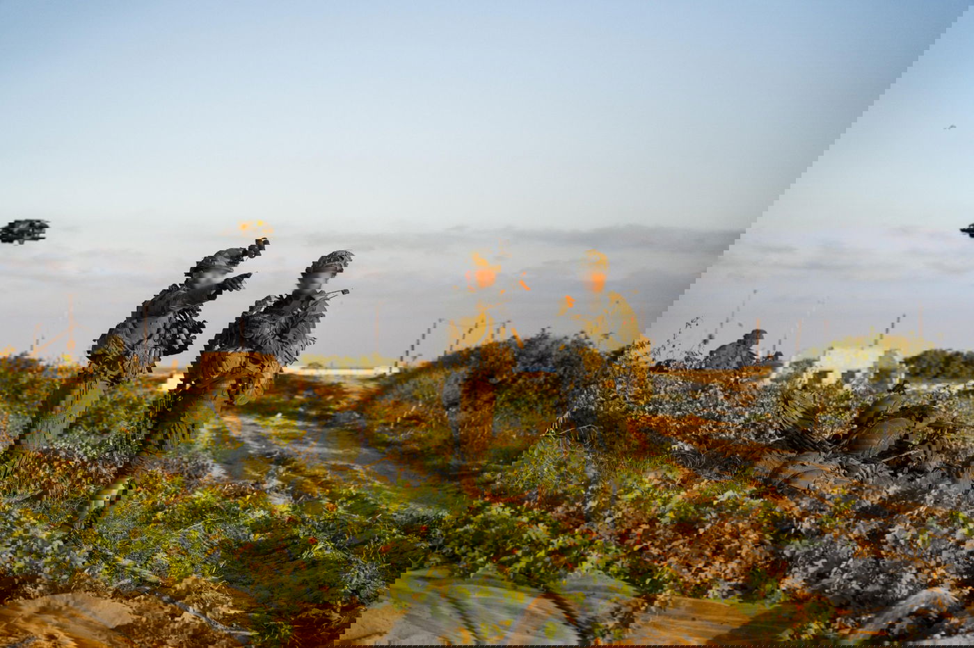 הפעלת הרחפנים במלחמה