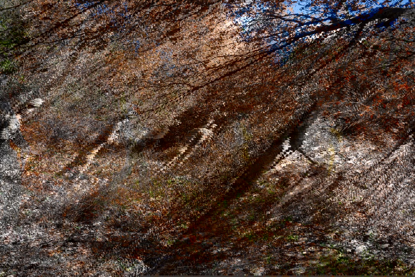 אמצעי הלחימה הרבים שנתפסו בדרום לבנון