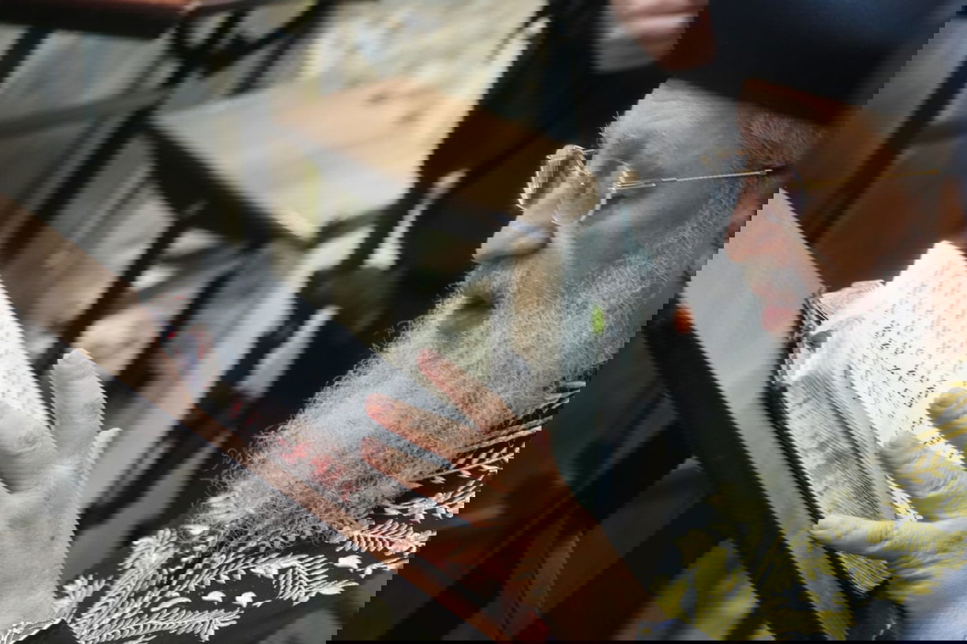 הרשל"צ הגאון רבי דוד יוסף בהדלקת נרות חנוכה 