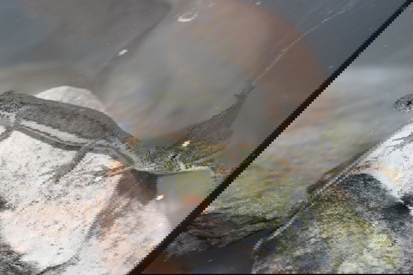 טריטון פסים ברמת מנשה