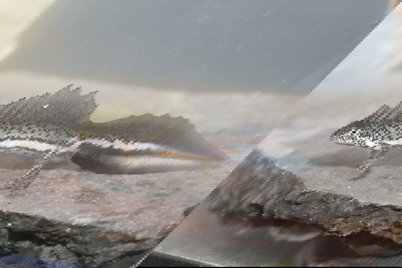 טריטון פסים ברמת מנשה