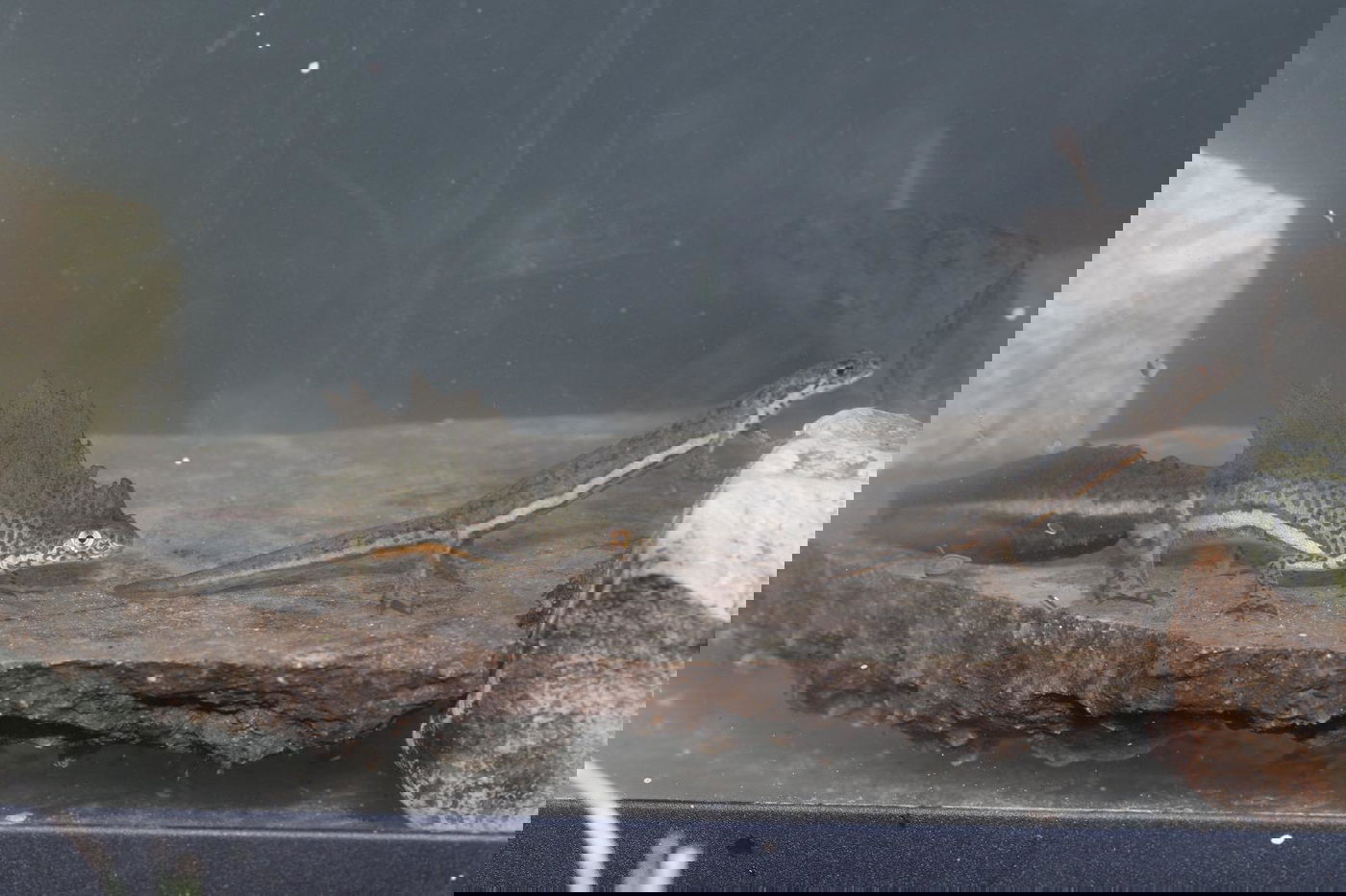 טריטון פסים ברמת מנשה