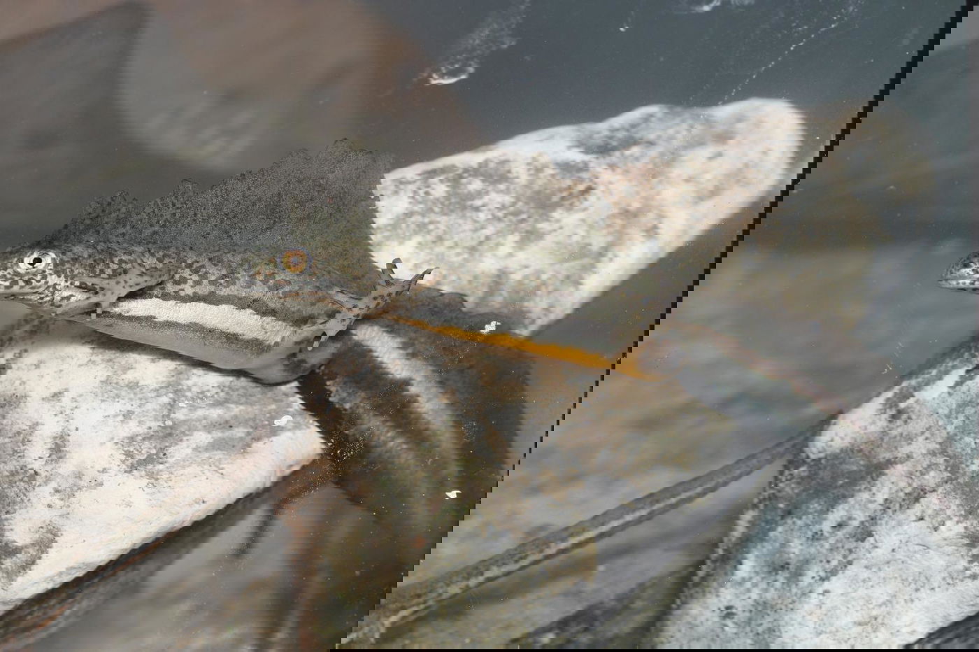 טריטון פסים ברמת מנשה