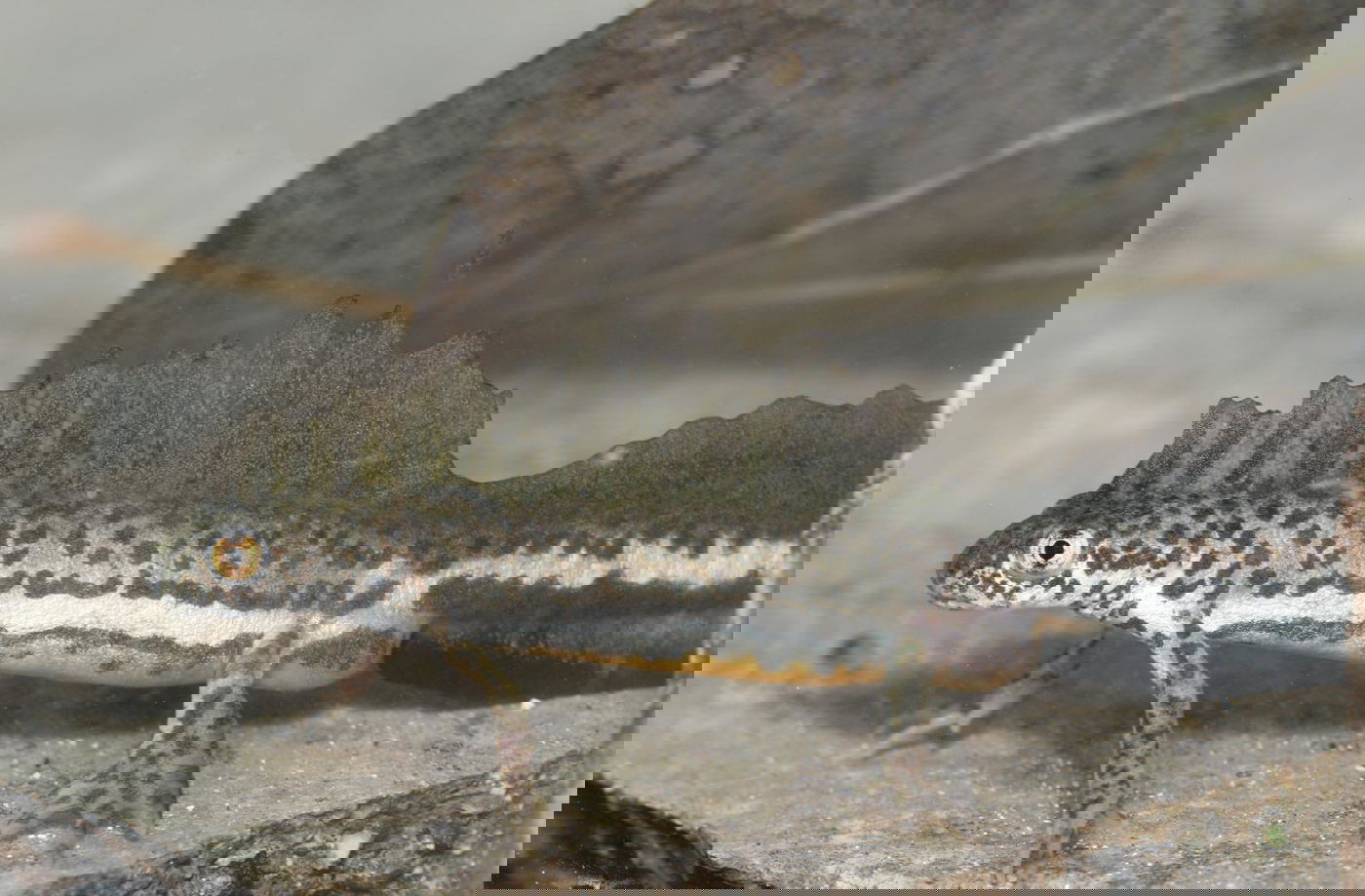 טריטון פסים ברמת מנשה