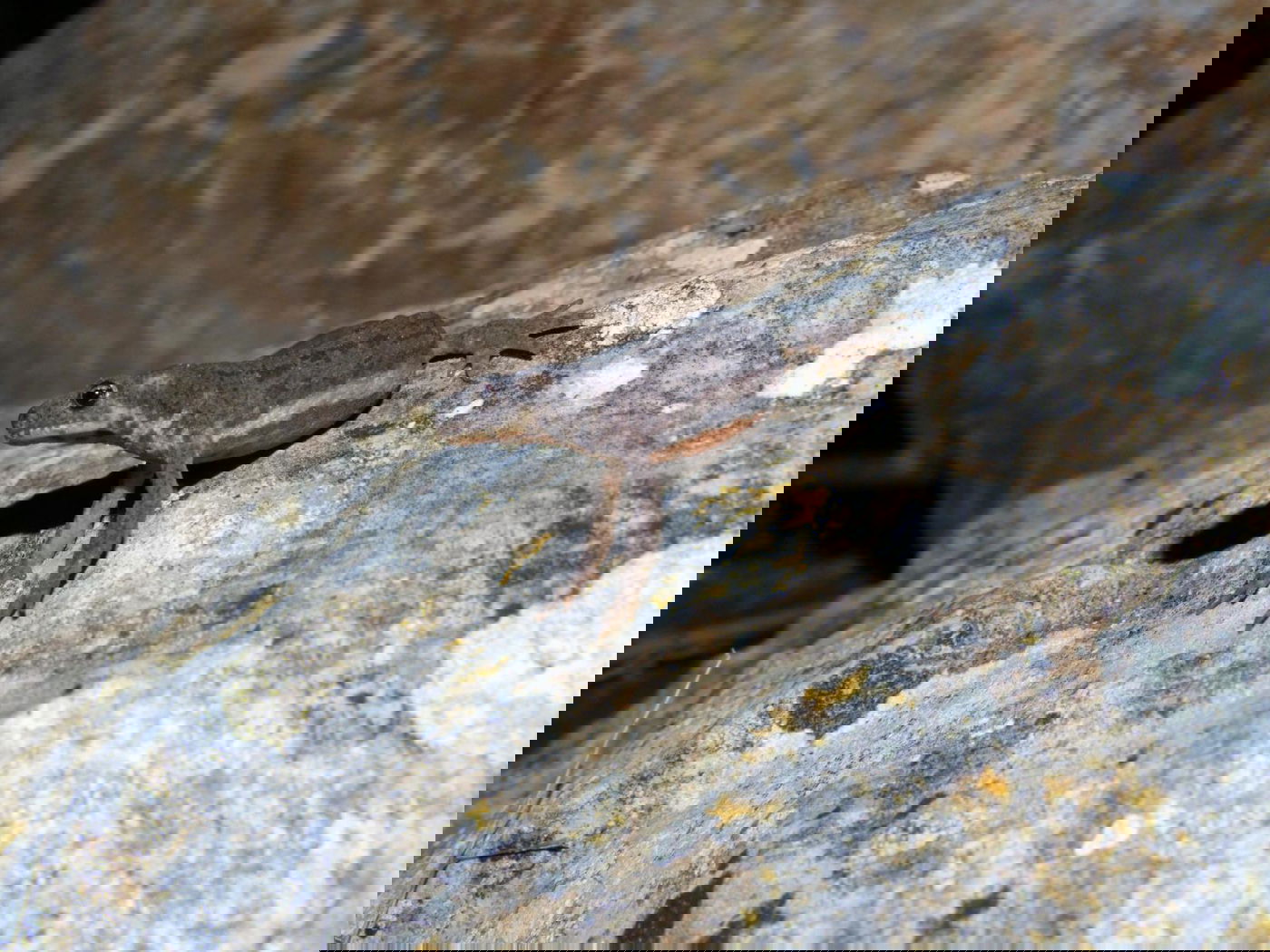 טריטון פסים ברמת מנשה