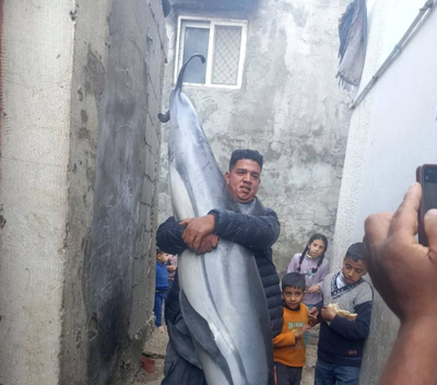 תושבים בעזה מצאו דולפין ענק ליד החוף - ואכלו אותו