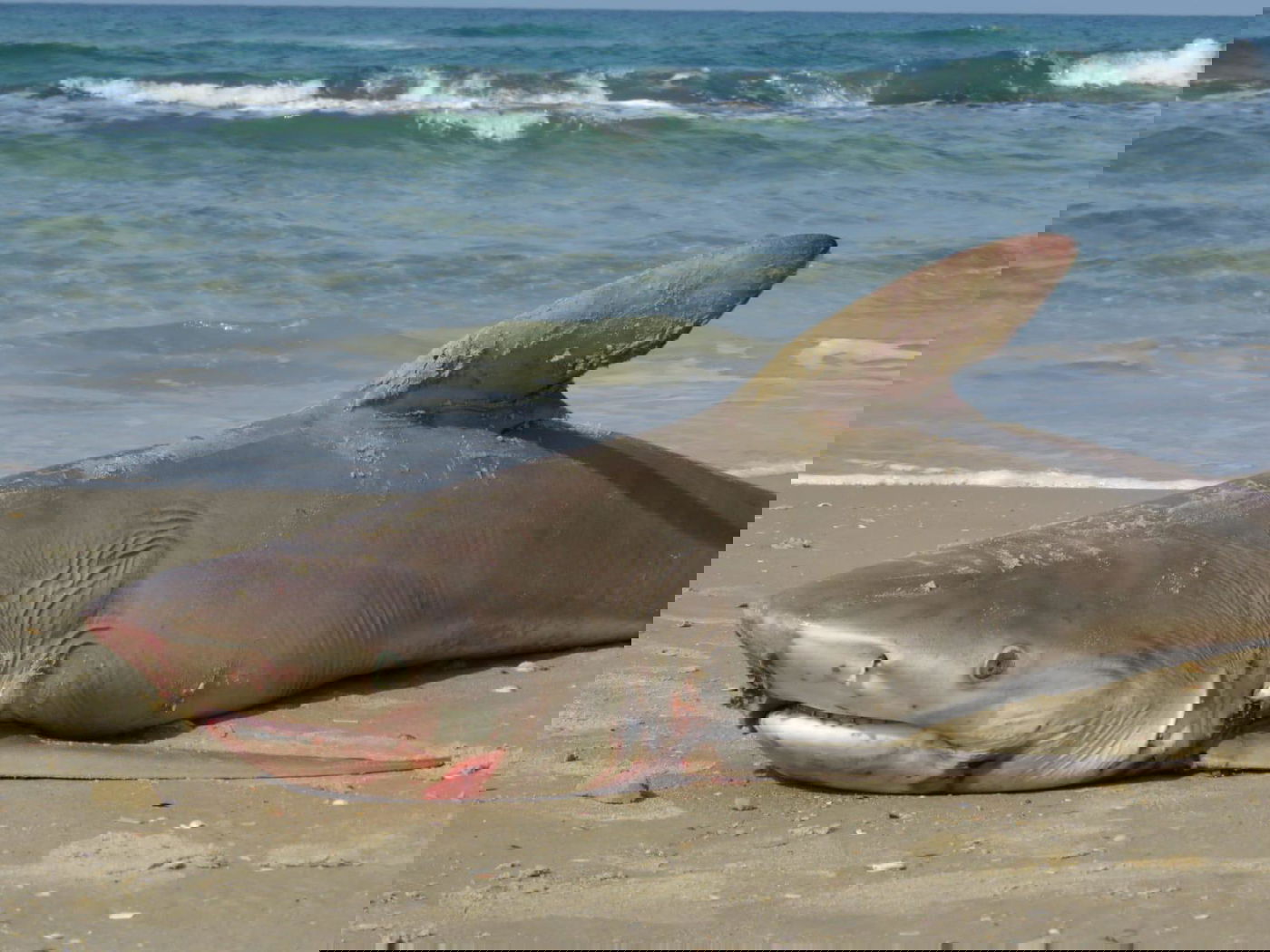 חריג: כריש באורך מטר וחצי נמצא מת בחוף | צפו