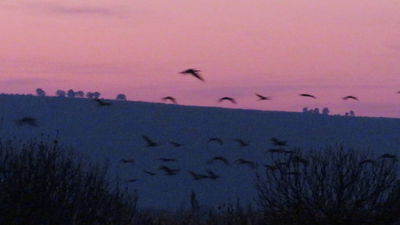 מעל 12 אלף עגורים נספרו הבוקר באגמון החולה • צפו