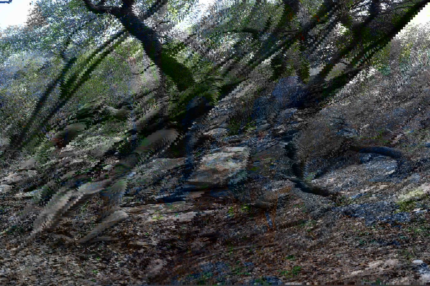 חיילים בפעילות מבצעית | ארכיון