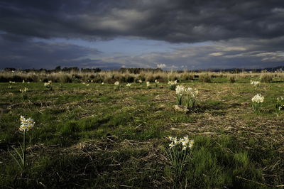 התחזית: ירידה קלה בטמפרטורות, עדיין ייתכן גשם מקומי 