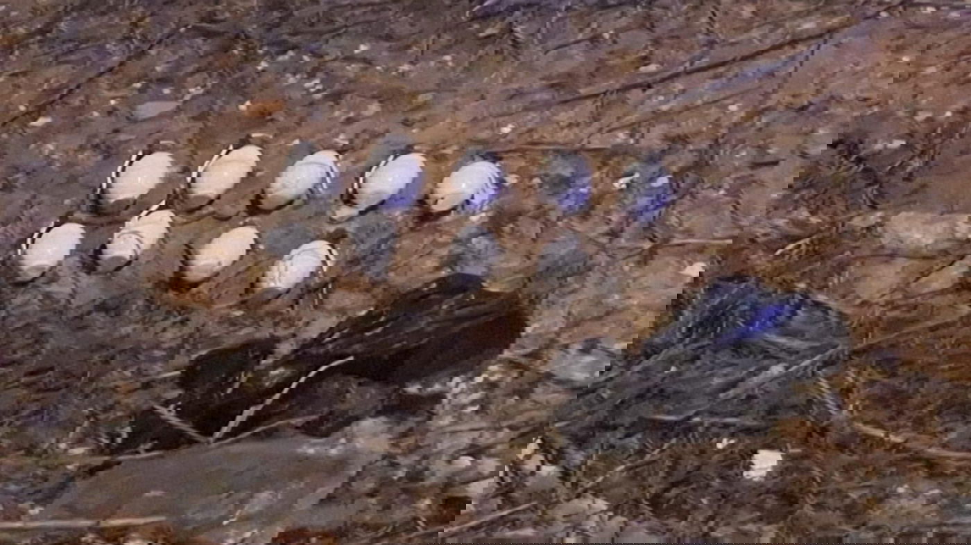 המעצר והרימונים שנתפסו