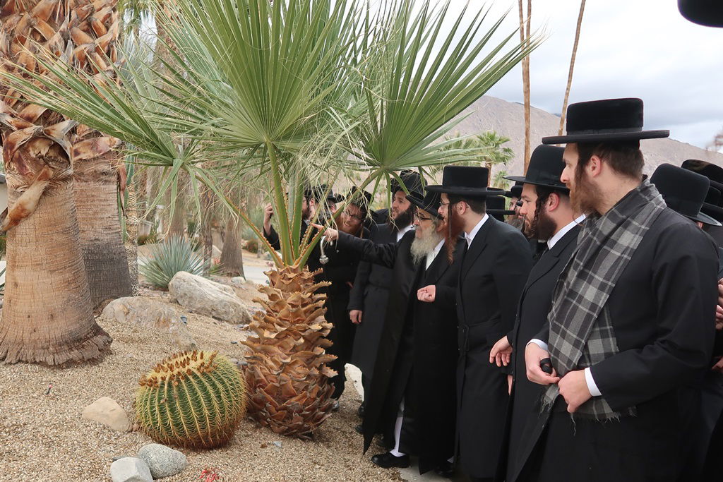 האדמו"ר מסאטמר ע"י עצי דקל בפאלם ספרינגס