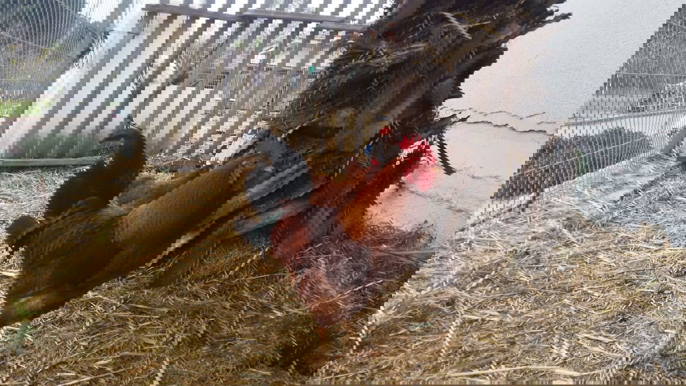 הכירו את המתמודד שרוליק