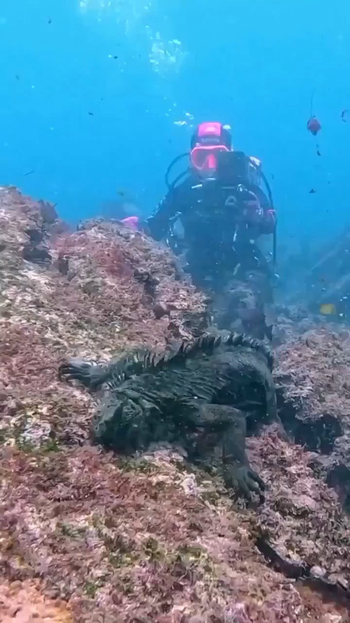 איגואנה ימית