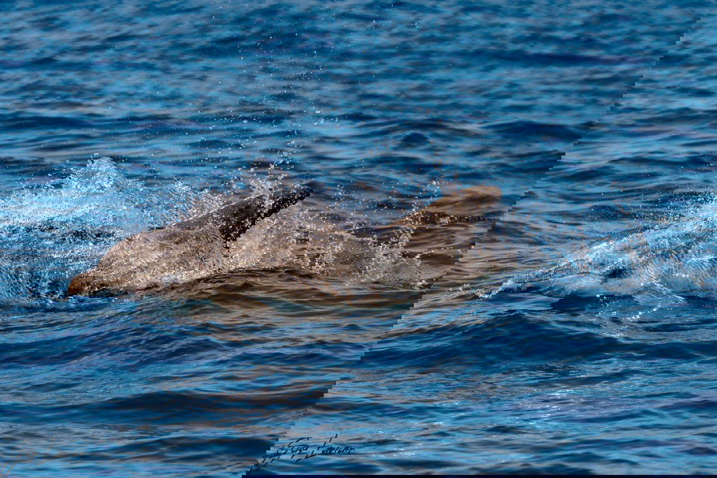 לאחר רצף מקרי המוות: שלושה דולפינים נצפו בחופים