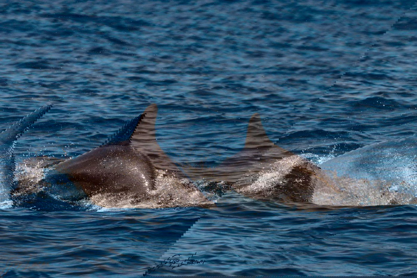 לאחר רצף מקרי המוות: שלושה דולפינים נצפו בחופים