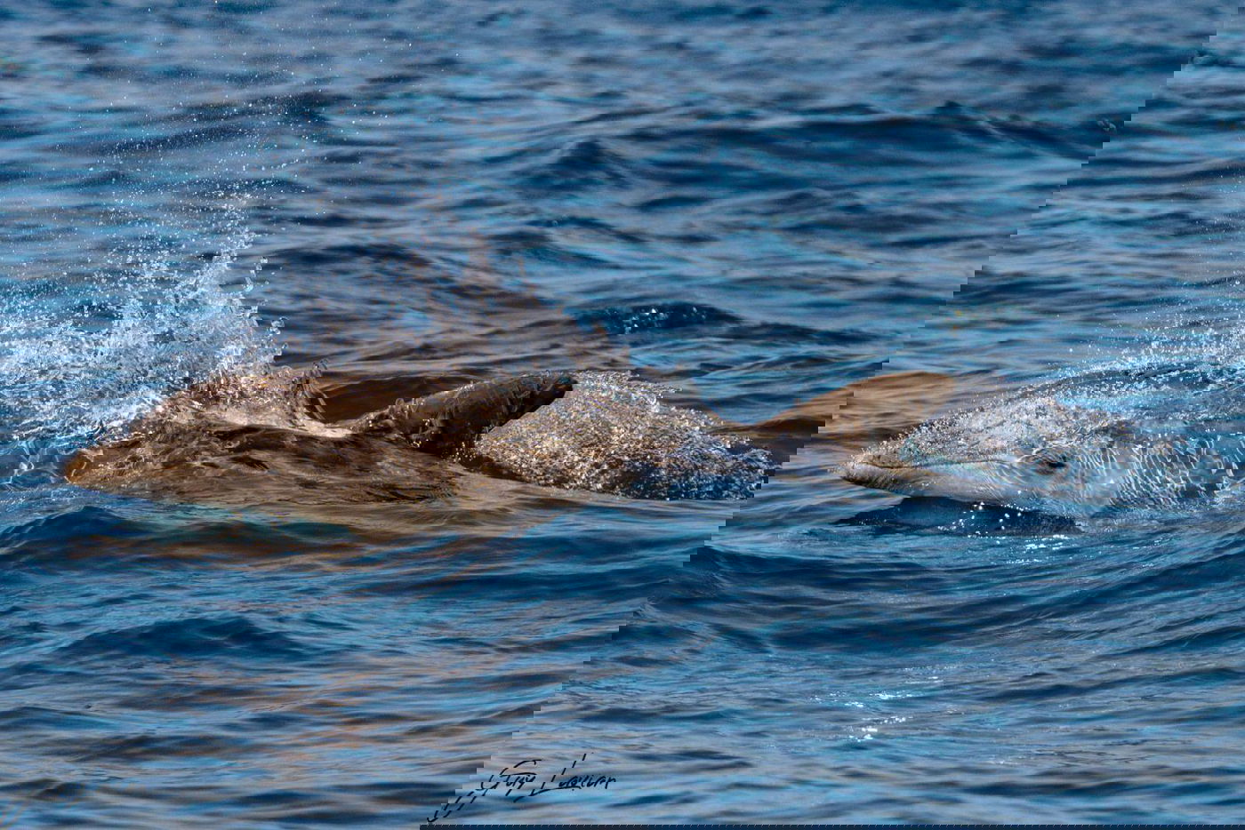 לאחר רצף מקרי המוות: שלושה דולפינים נצפו בחופים