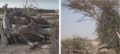 מימין - הרנוג השיטים מסתער על עץ השיטה | משמאל הסוף