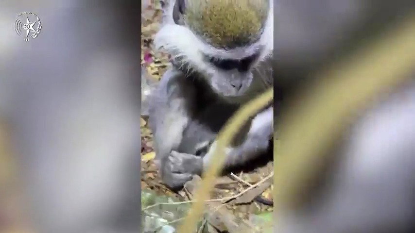 גור האריות והקופים שנתפסו