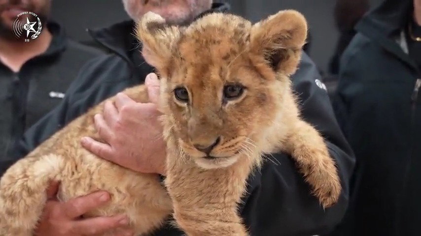 גור האריות והקופים שנתפסו בשבוע שעבר