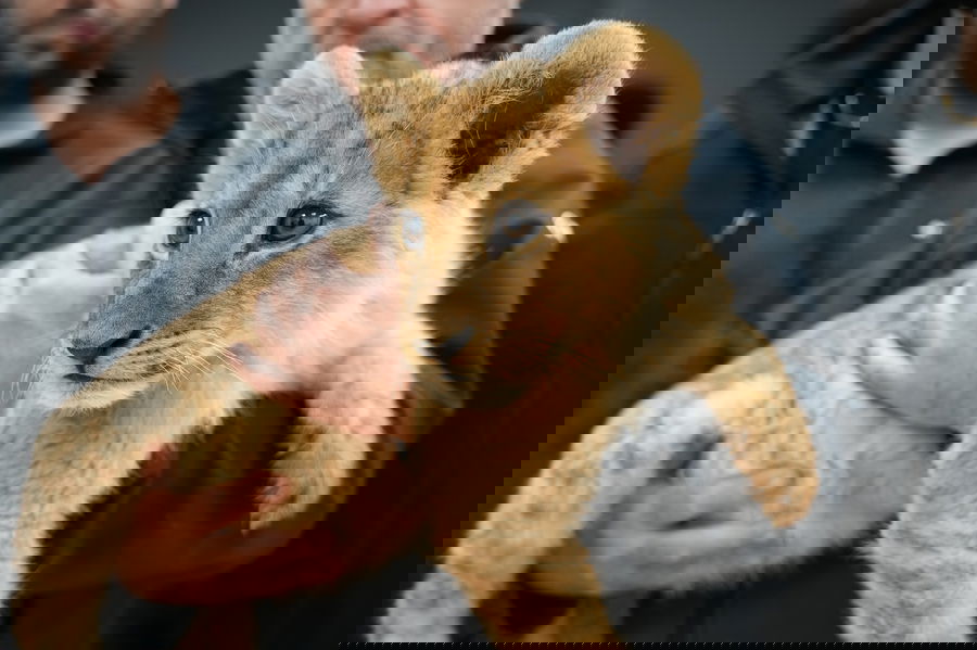 גור האריות והקופים שנתפסו