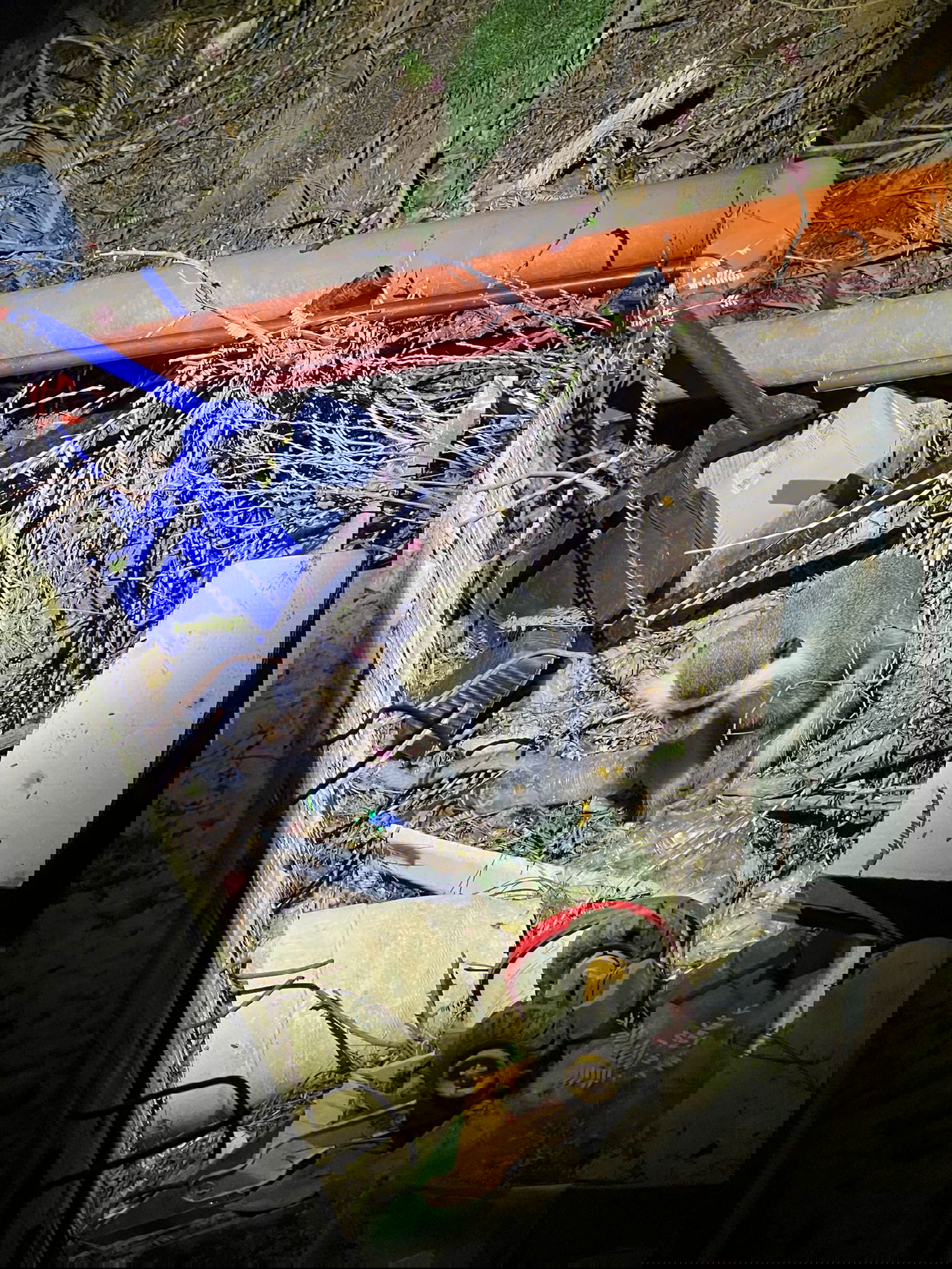 גור האריות והקופים שנתפסו