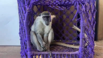 צפו: קוף שהוחזק שלא כחוק נמצא בשטח פתוח בצפון