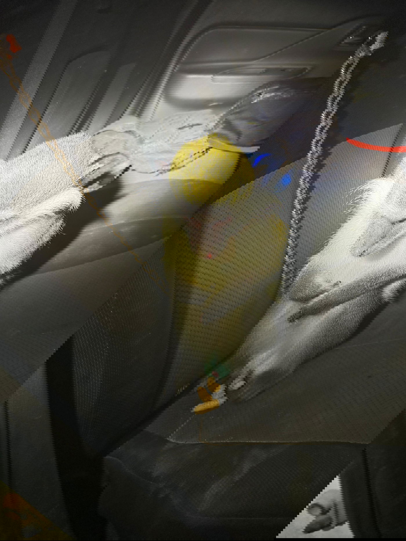 הקוף שאותר בנגב