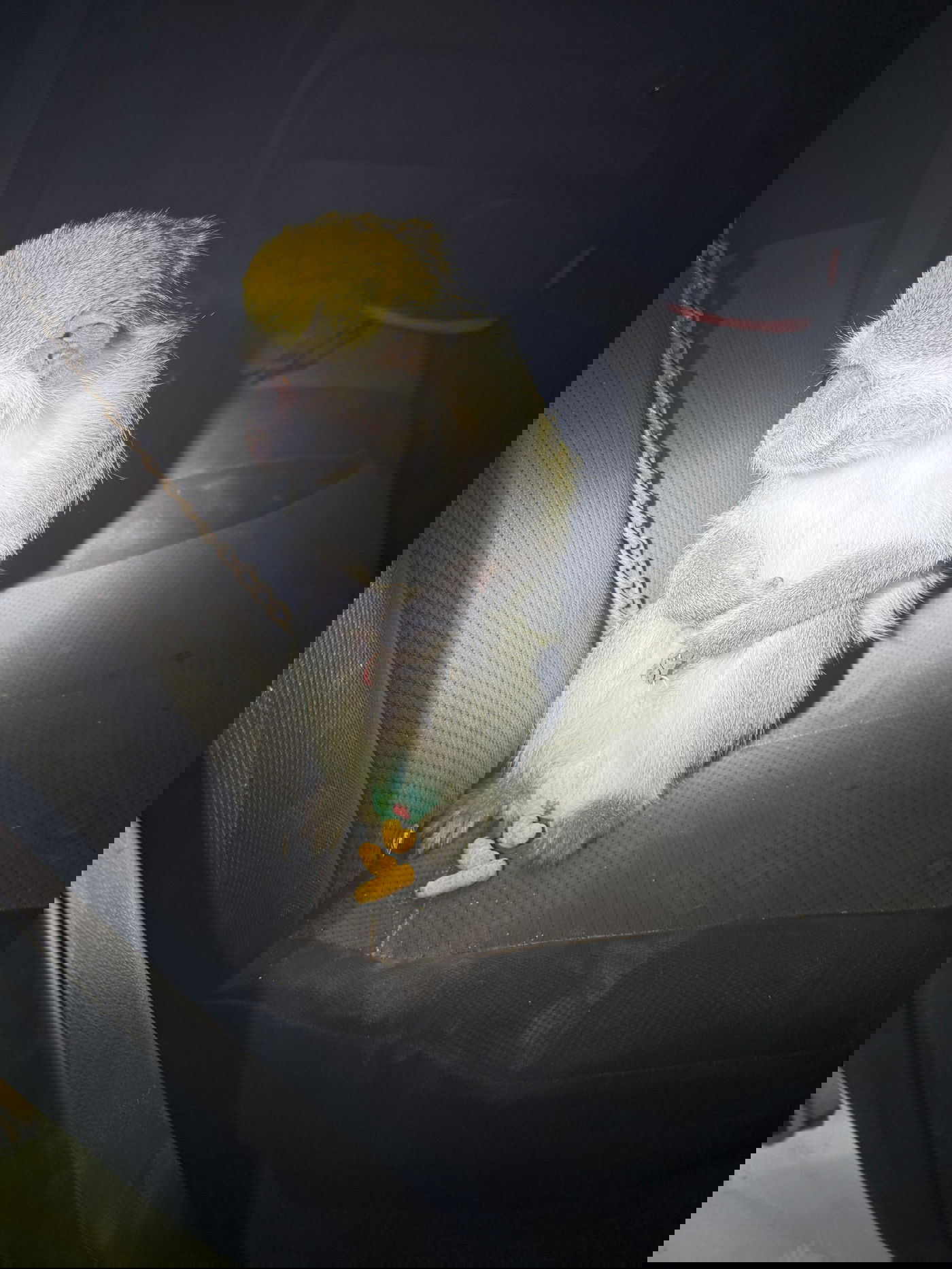 הקוף שאותר בנגב