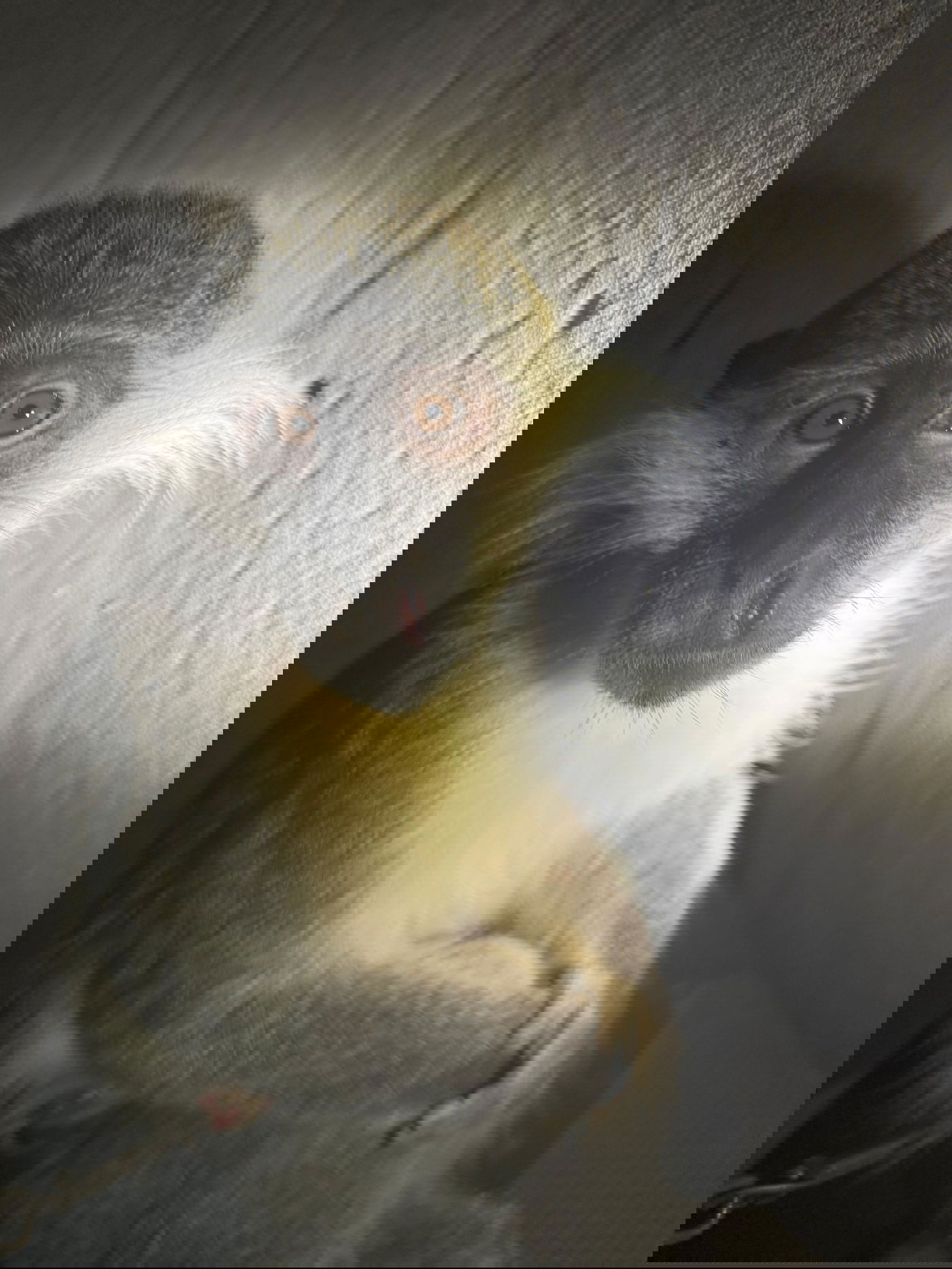 הקוף שאותר בנגב