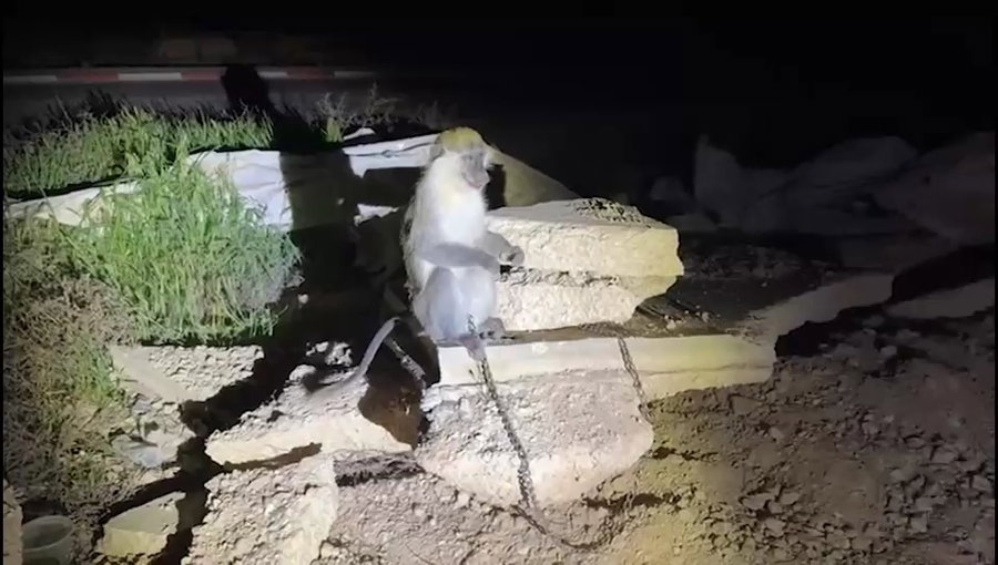 הקוף שאותר בנגב